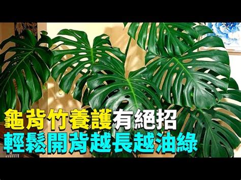 龜背芋適合放室內嗎|「龜背芋」超詳細新手照護指南！「這樣擺」招好運、招財還能消。